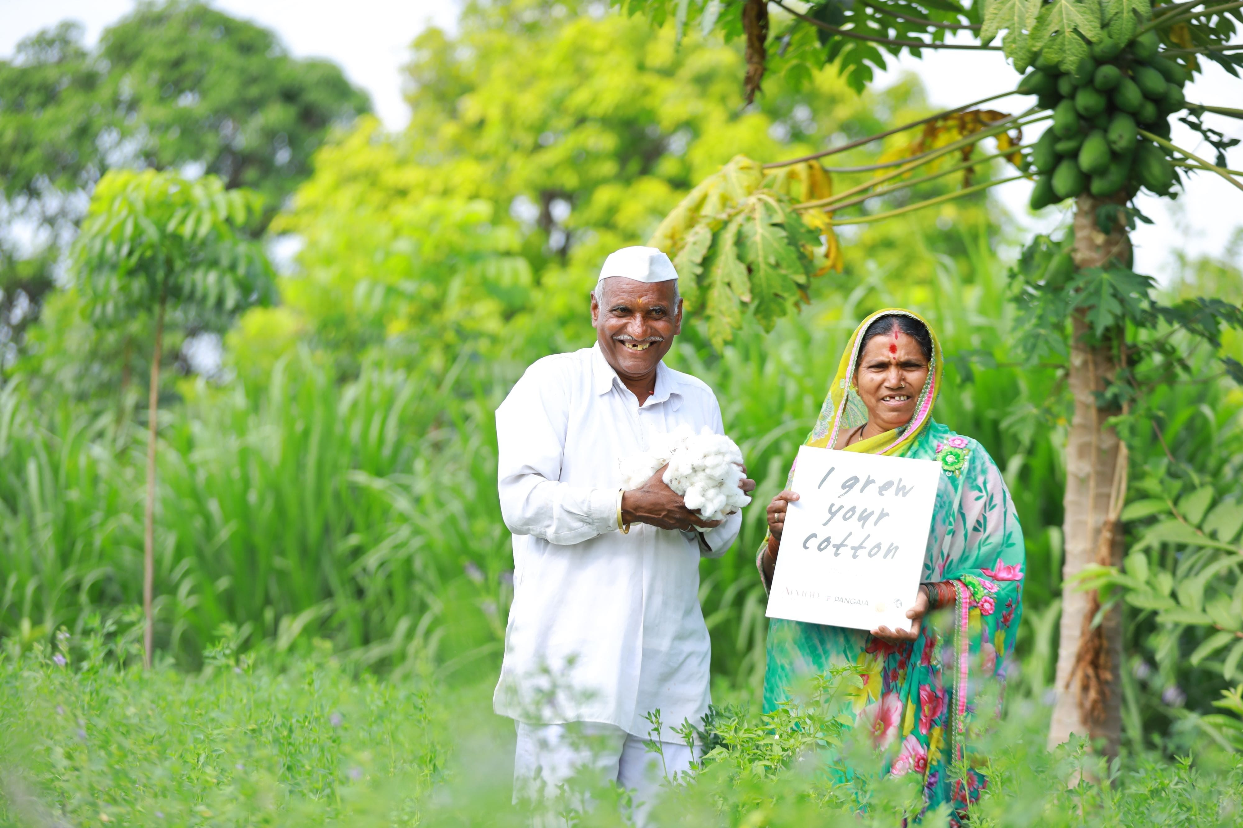 Smiling Indian cotton farmers in green field. Man in white long-sleeve shirt, dhoti, cap holds raw cotton; woman in green floral sari holds sign