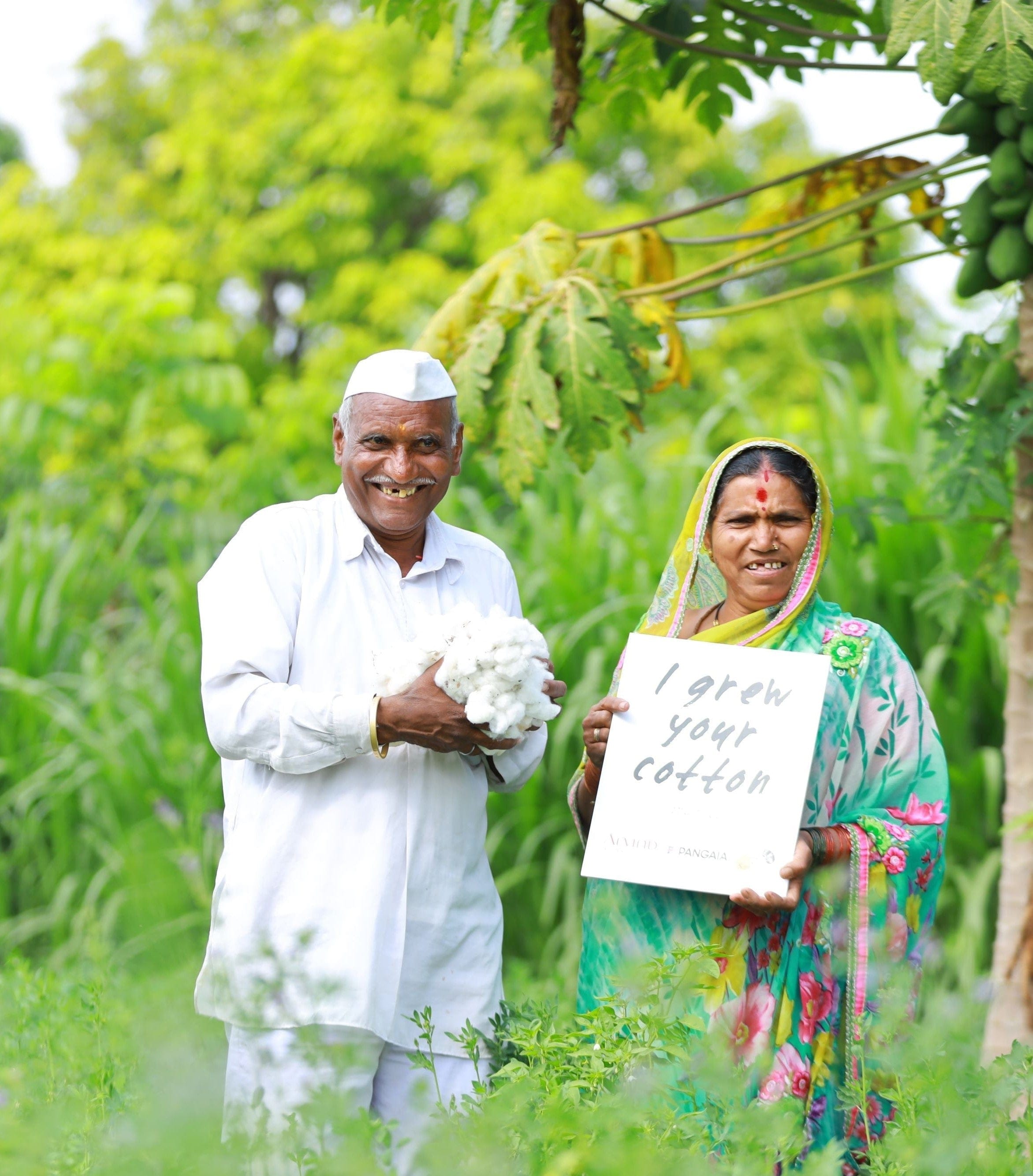 Smiling cotton farmers in lush field. Man holds raw white cotton. Woman in colorful saree holds 'I grew your cotton' sign
