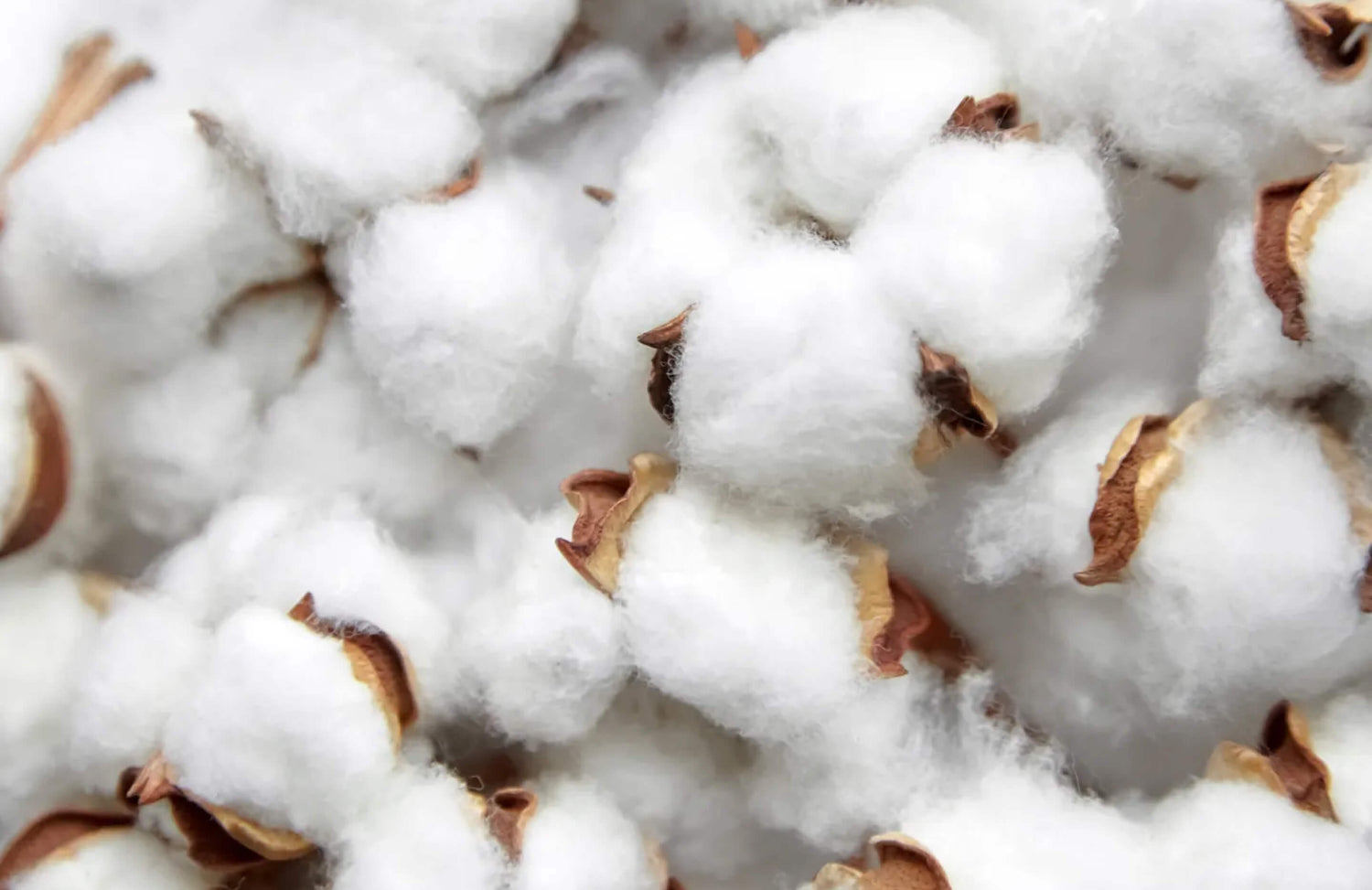 Organic Cotton, plant Fibers