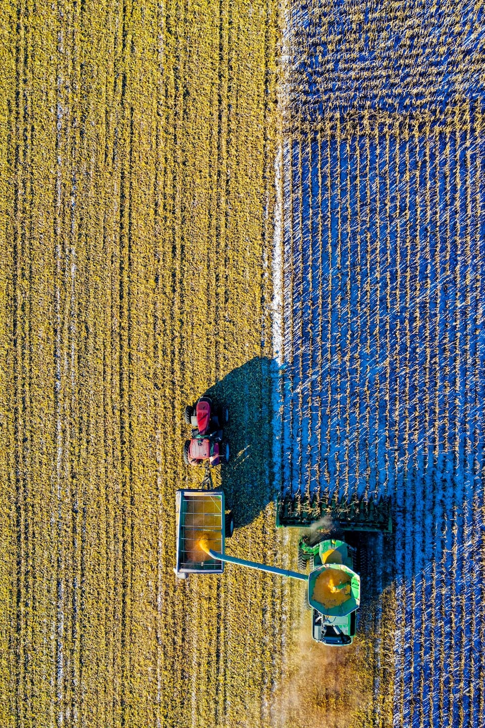 Aerial view: green combine harvesting golden corn, transferring grain to red tractor and grain cart. Blue-shadowed field lines