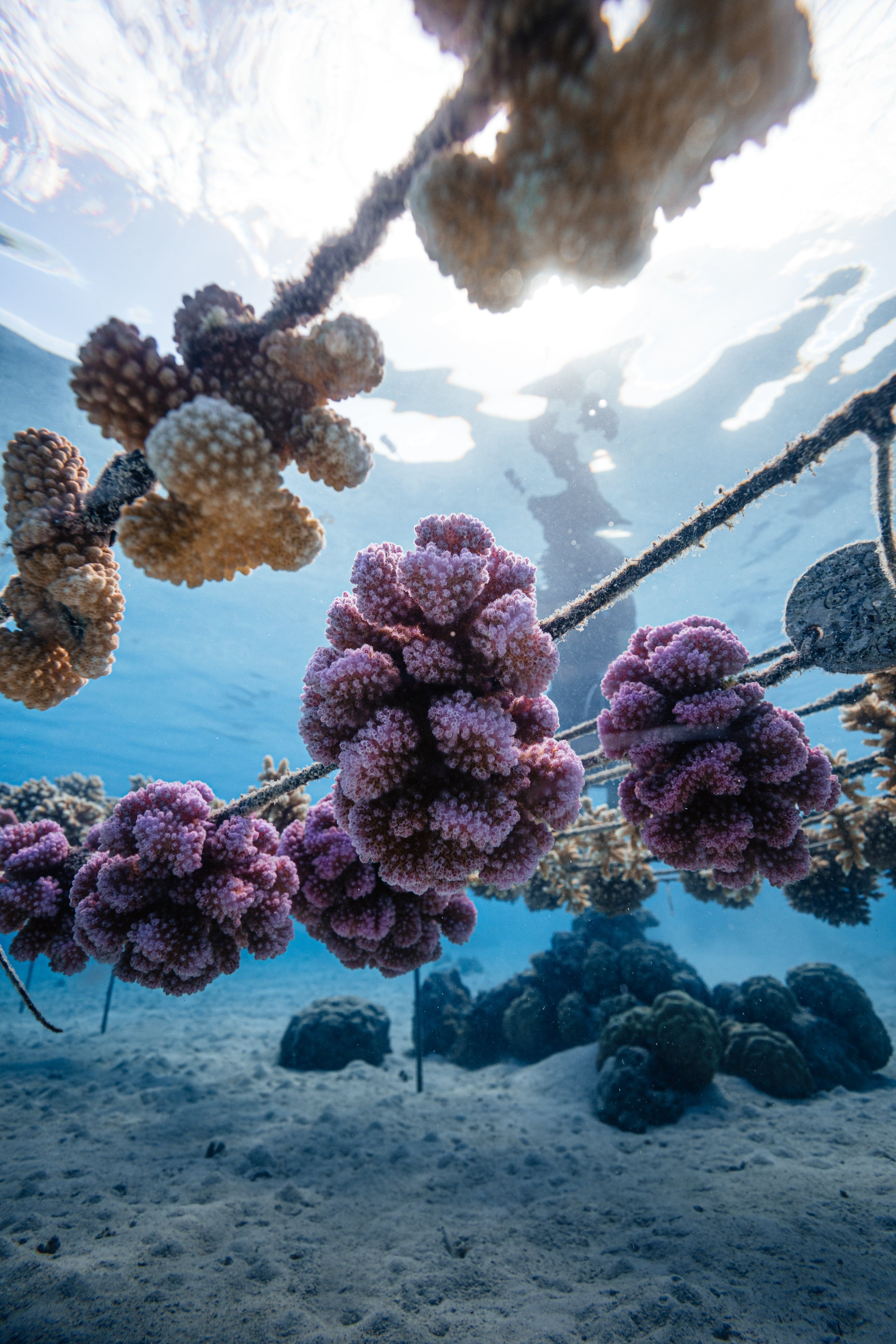 Lush purple and tan coral reef branches thriving on submerged ropes in crystal blue ocean water, sunlit sandy bottom