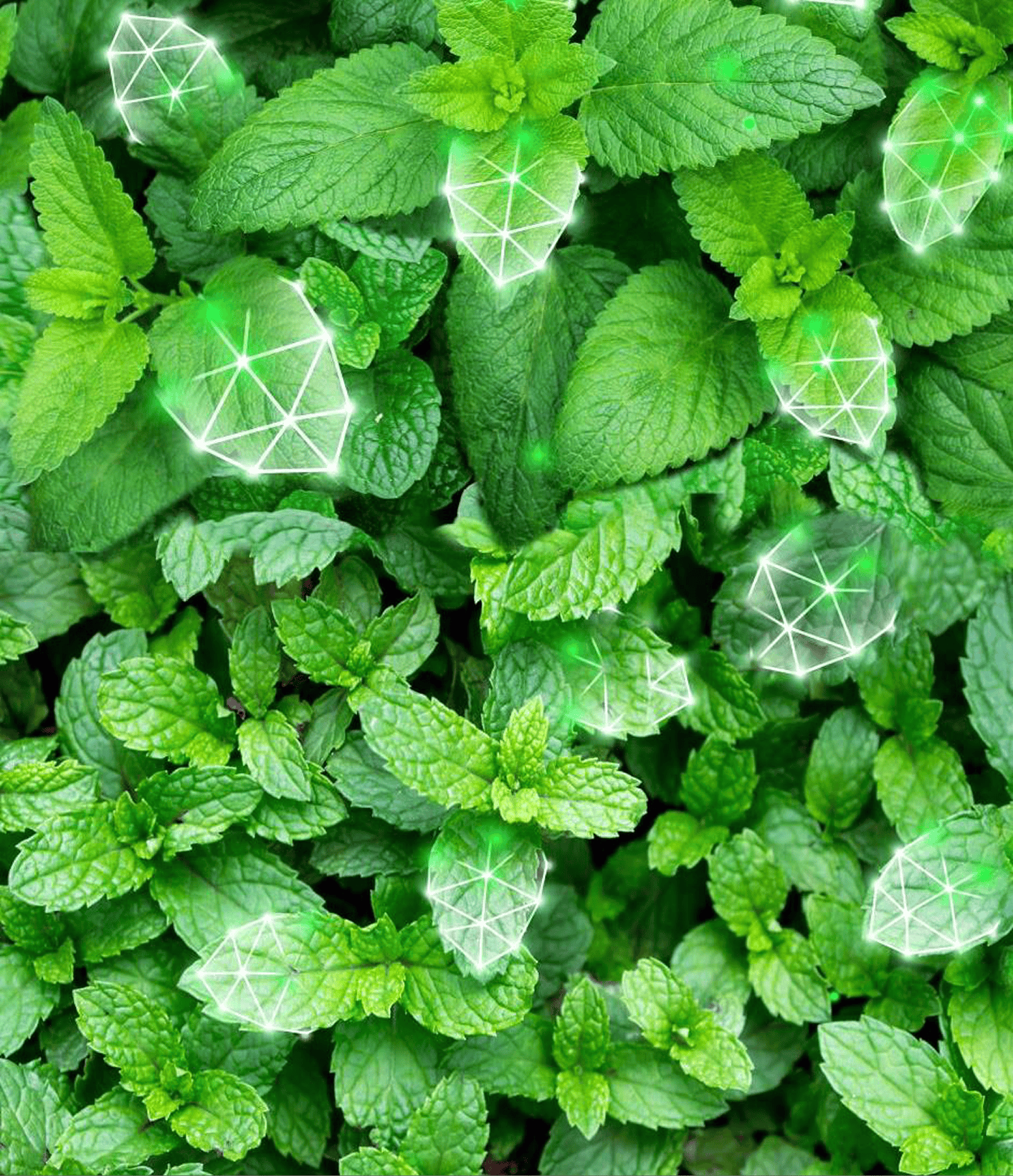 Vibrant fresh green mint leaves with glowing white digital geometric polygon network overlay
