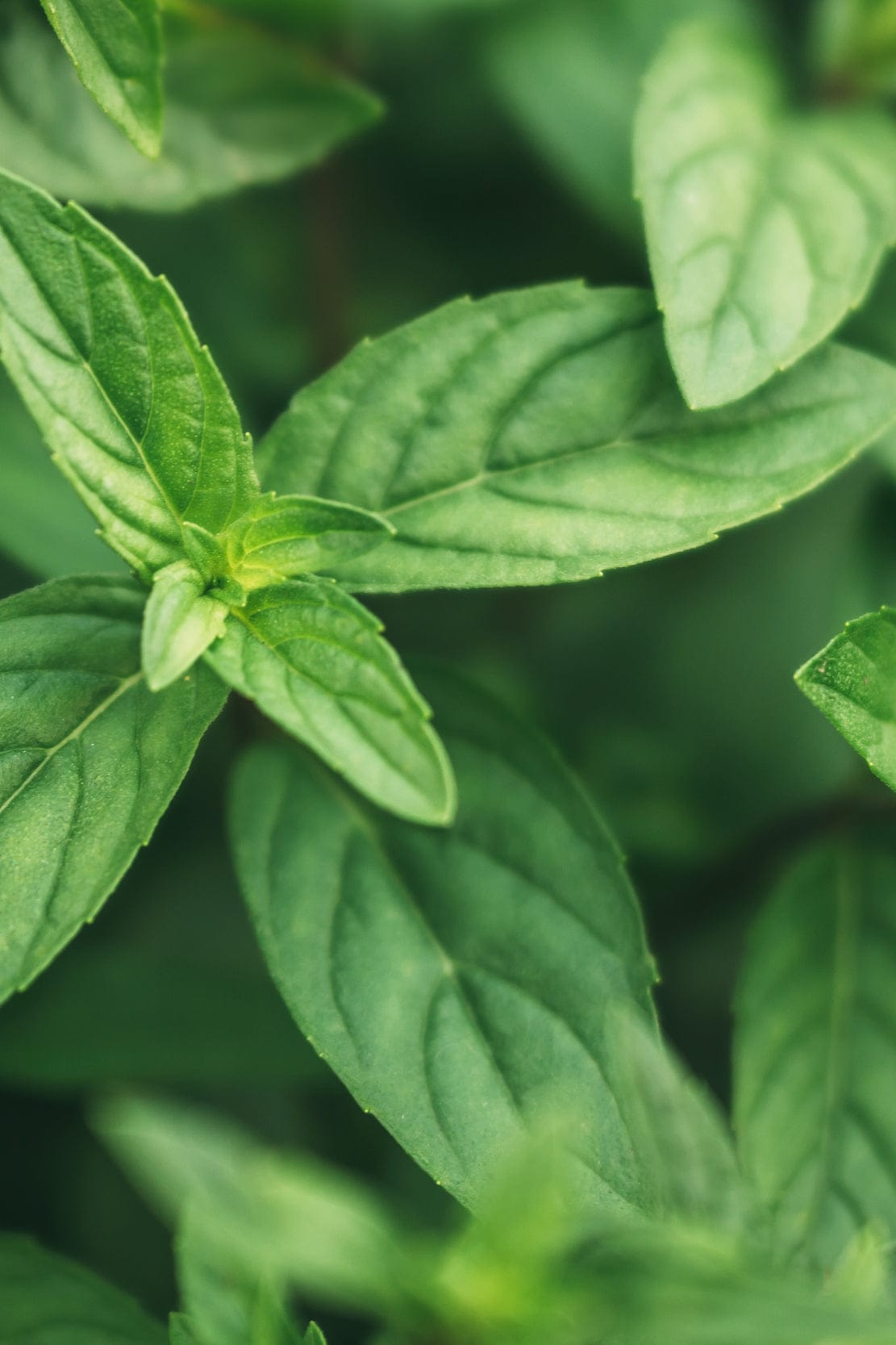 Vibrant green mint leaves, fresh botanical close-up. Detailed leaf veins, natural textured surface, bright lush foliage