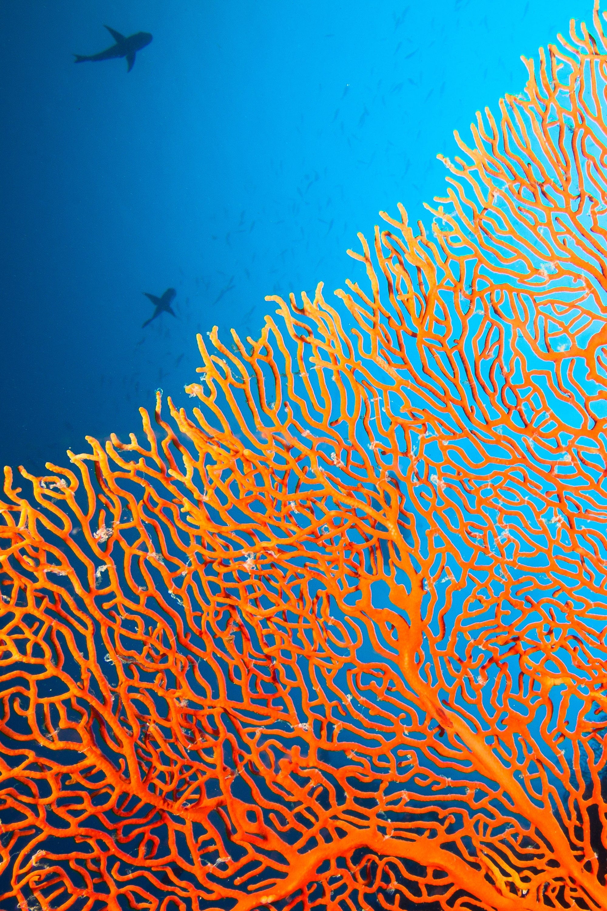 Vibrant orange branching sea fan coral texture set against deep ocean blue with fish and shark silhouettes