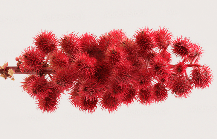 Cluster of vibrant deep red spiky pods on a stem, botanical packshot against light background
