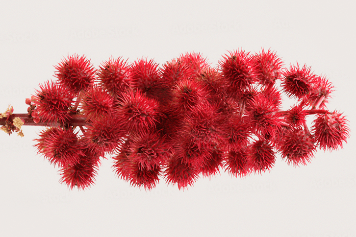 Cluster of vibrant deep red spiky pods on a stem, botanical packshot against light background