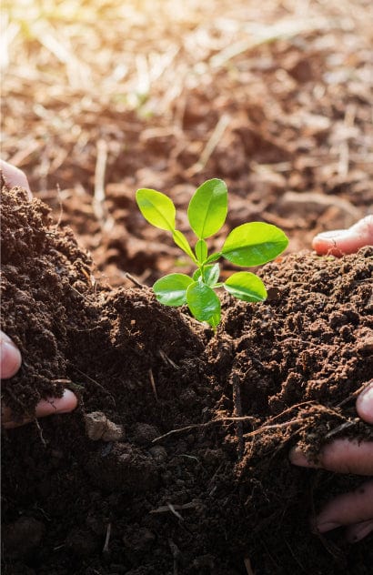 Vibrant green plant seedling with glossy leaves held by hands in dark, fertile soil, sunlit