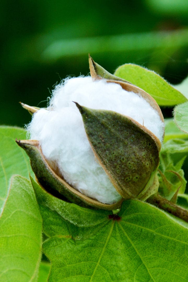 Raw white cotton fiber in an open green-brown boll, surrounded by fresh green cotton plant leaves