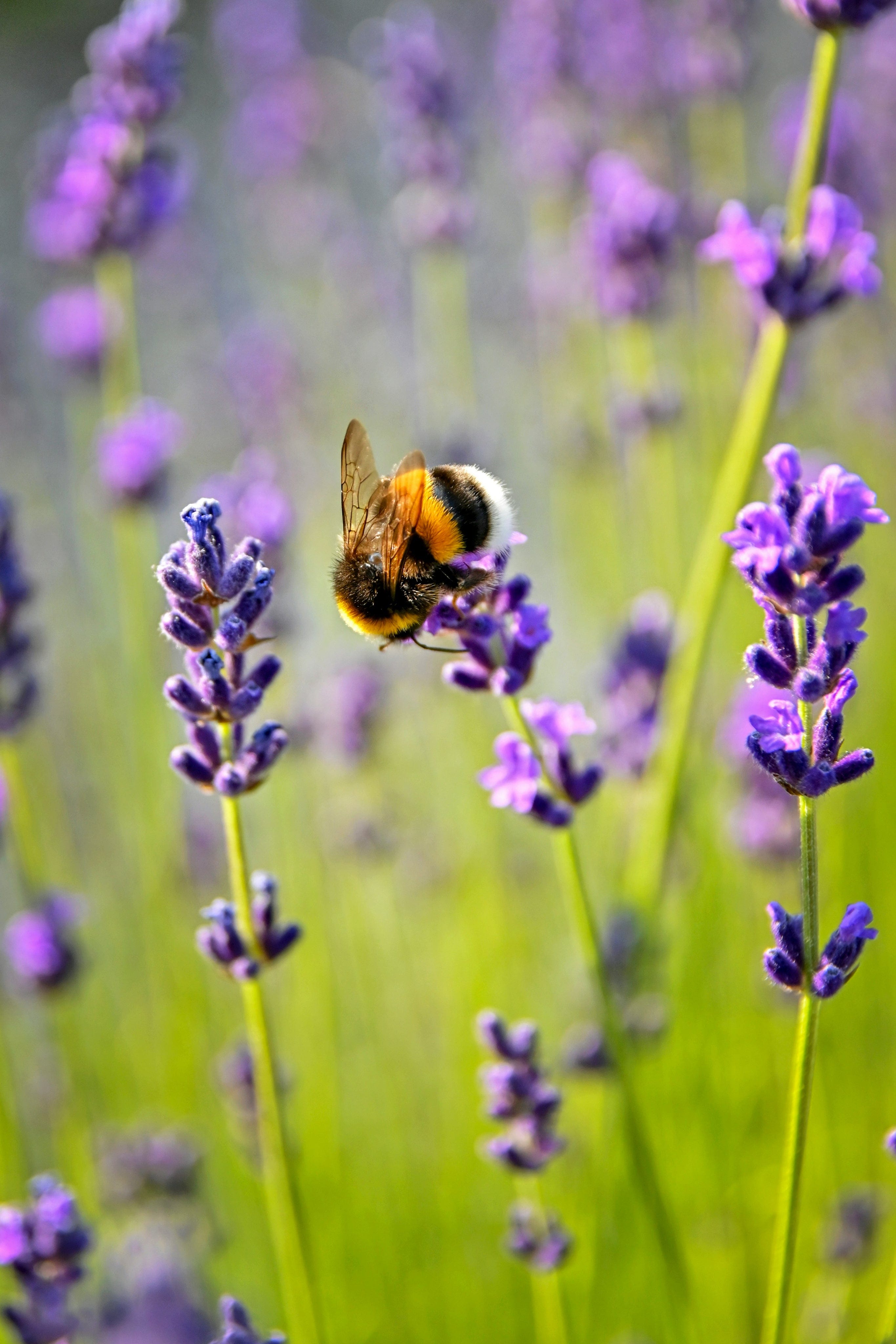 Black and yellow furry bumblebee on vibrant purple lavender, collecting nectar, soft green garden bokeh background