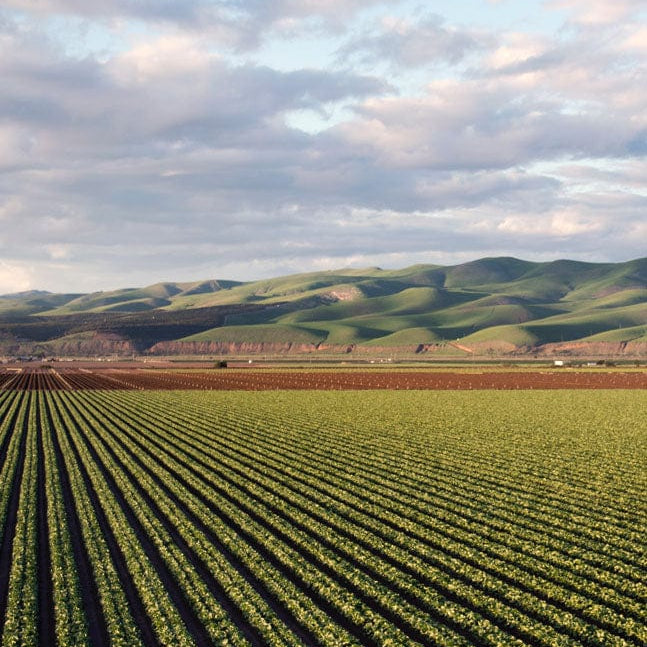 Agricultural field with linear rows of green crops, rich brown soil, gently rolling green hills, and cloudy blue sky