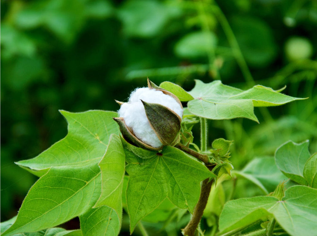 Organic Cotton Vs Regular Cotton Pangaia