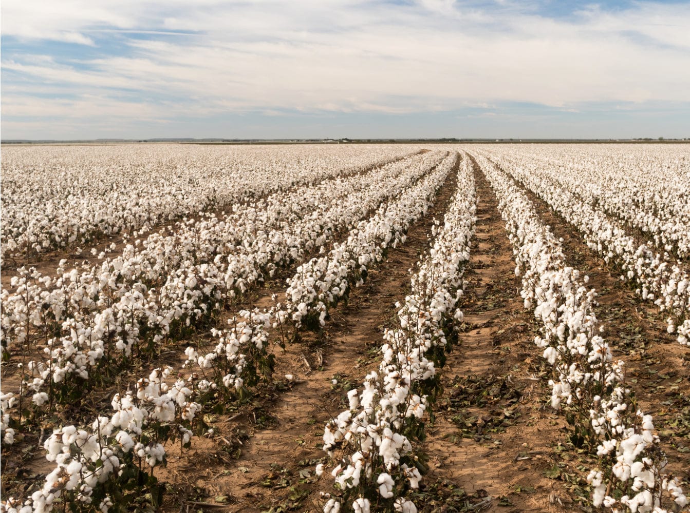 Expansive field of white raw cotton plants in defined rows, ready for harvest. Natural premium fiber sourcing