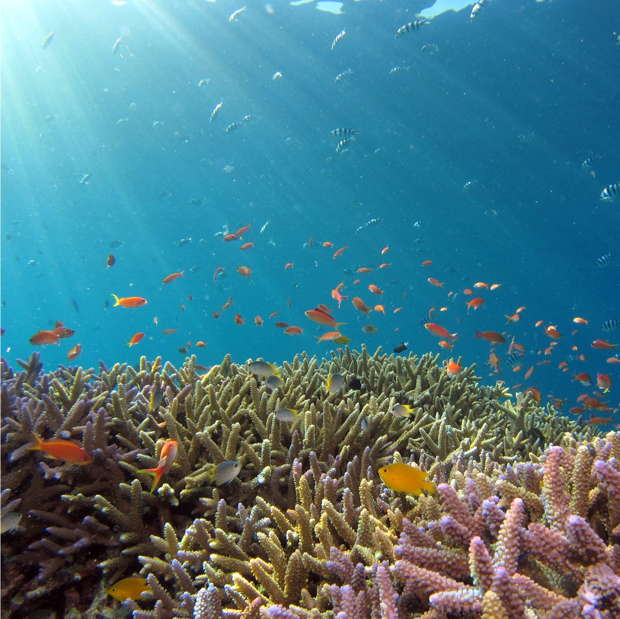Vibrant underwater coral reef with diverse schools of orange, yellow, and striped fish in sunlit clear blue ocean