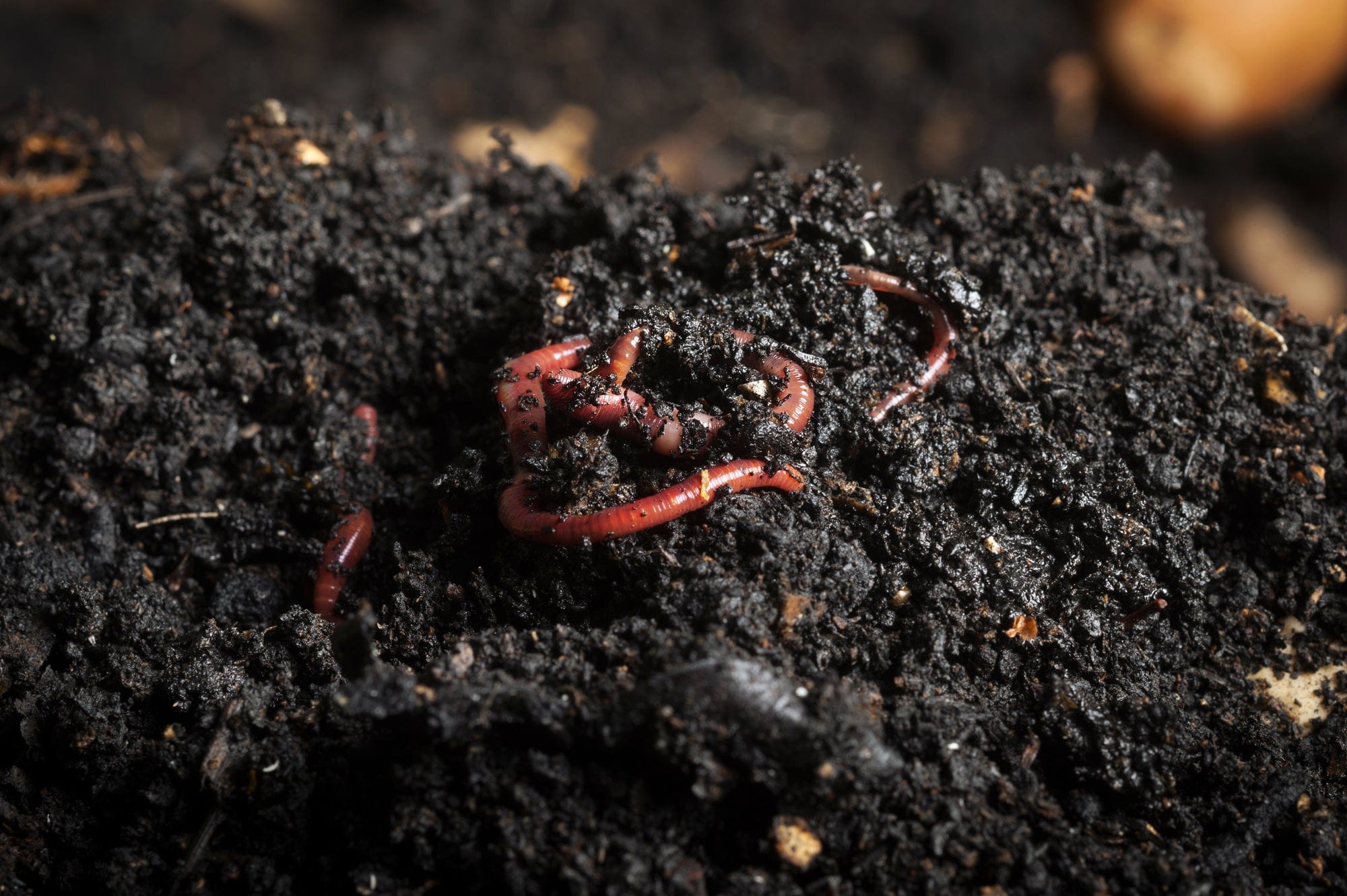 Healthy red earthworms actively burrowing in dark, rich, moist organic compost soil. Macro shot