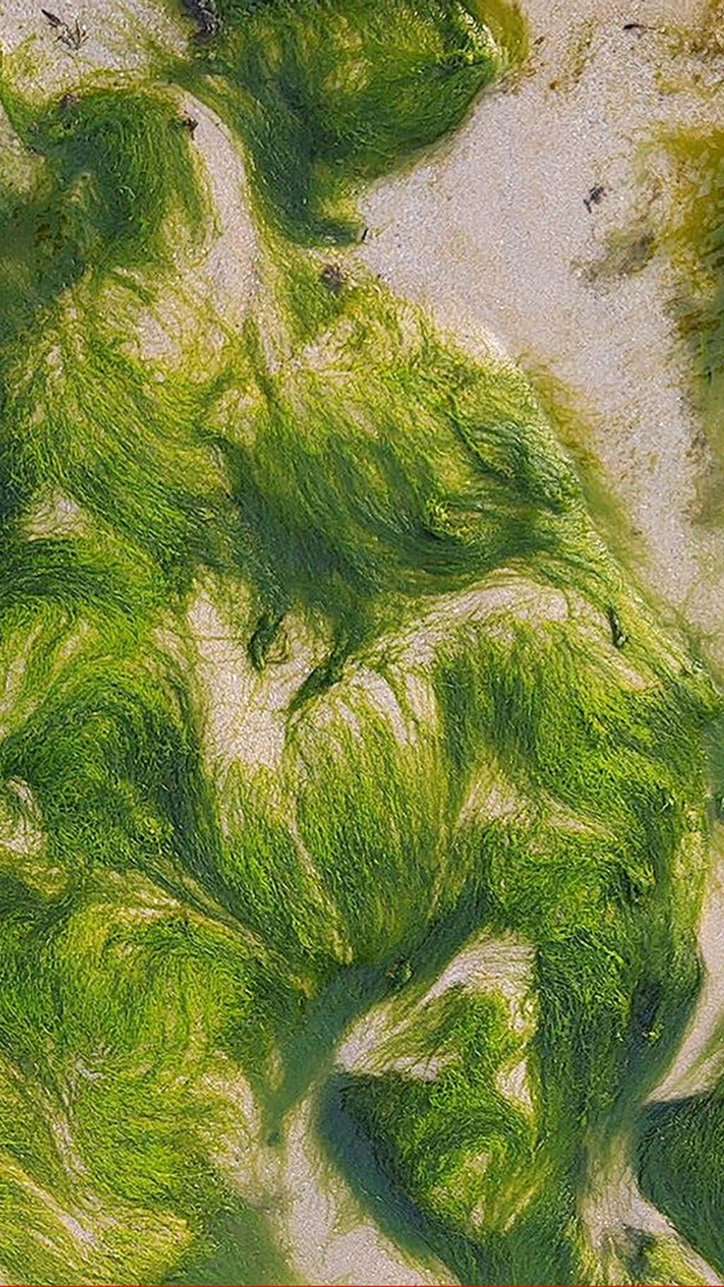 Algae Ink